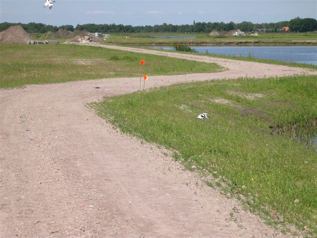 kluut_verlaat_nest