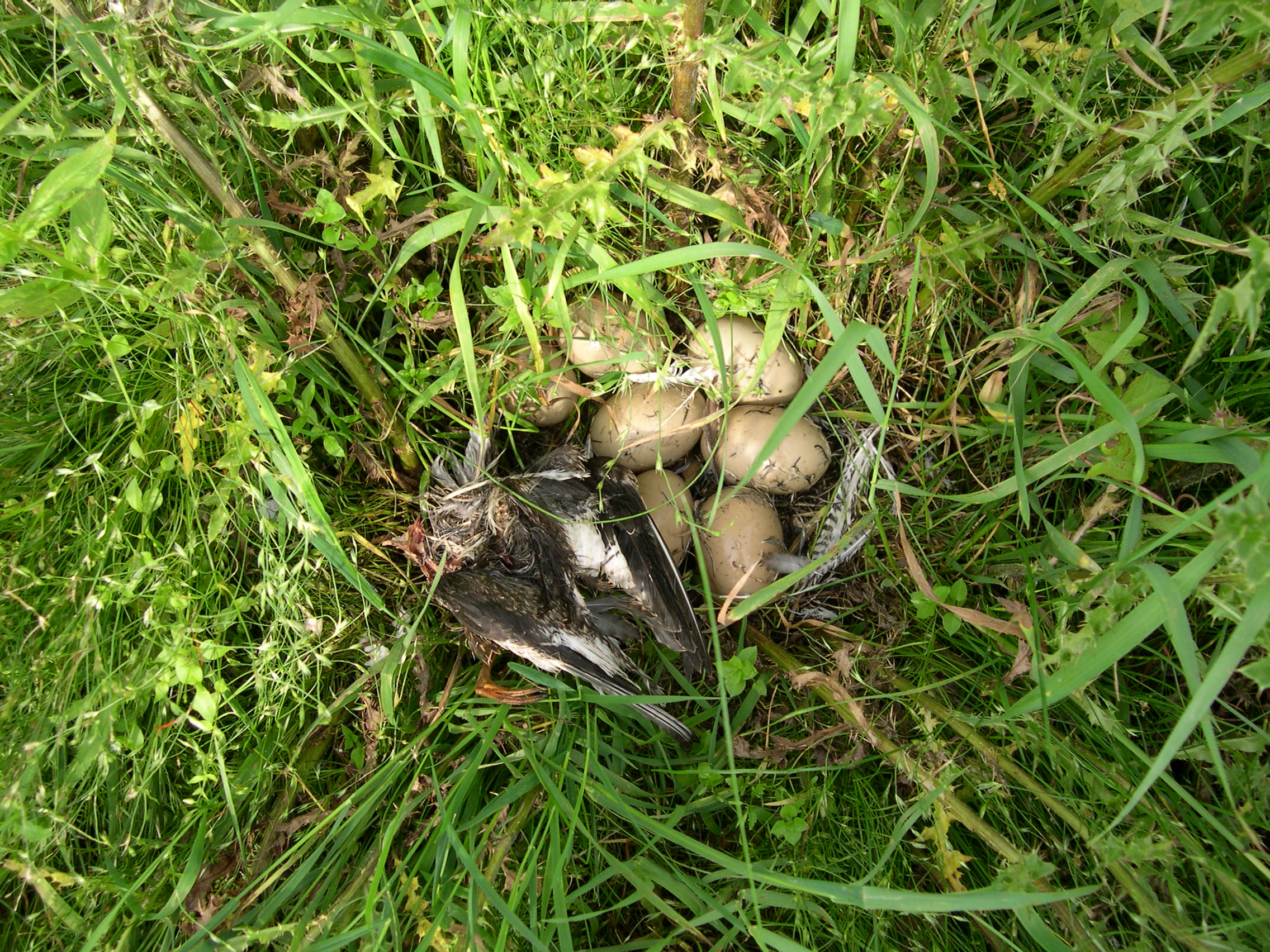 Predatie