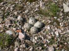 Nest bontbekplevier
