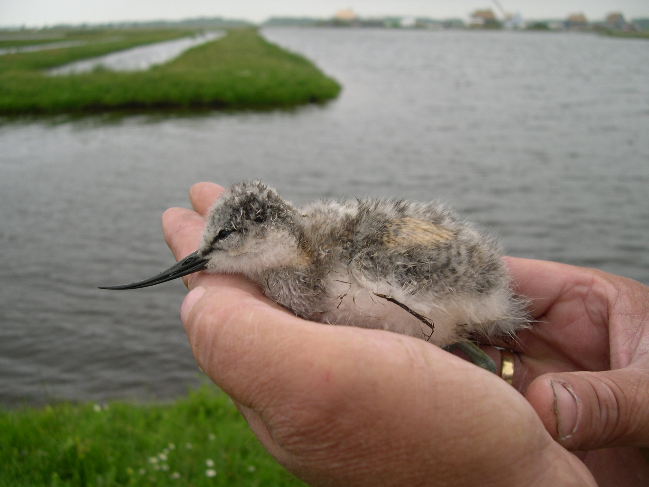 Jonge Kluut