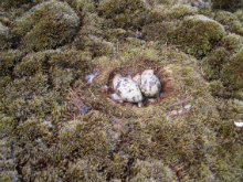 Nest visdiefjes