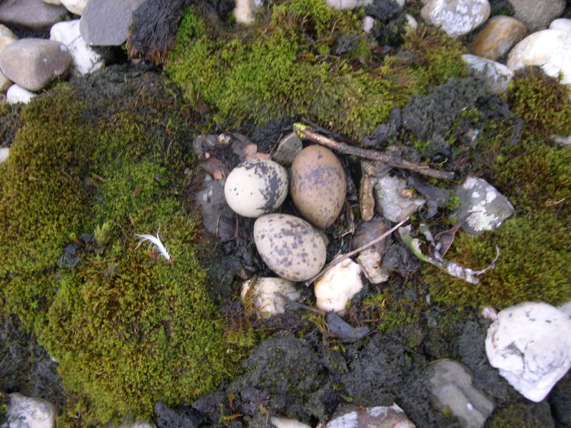 Nest visdiefje