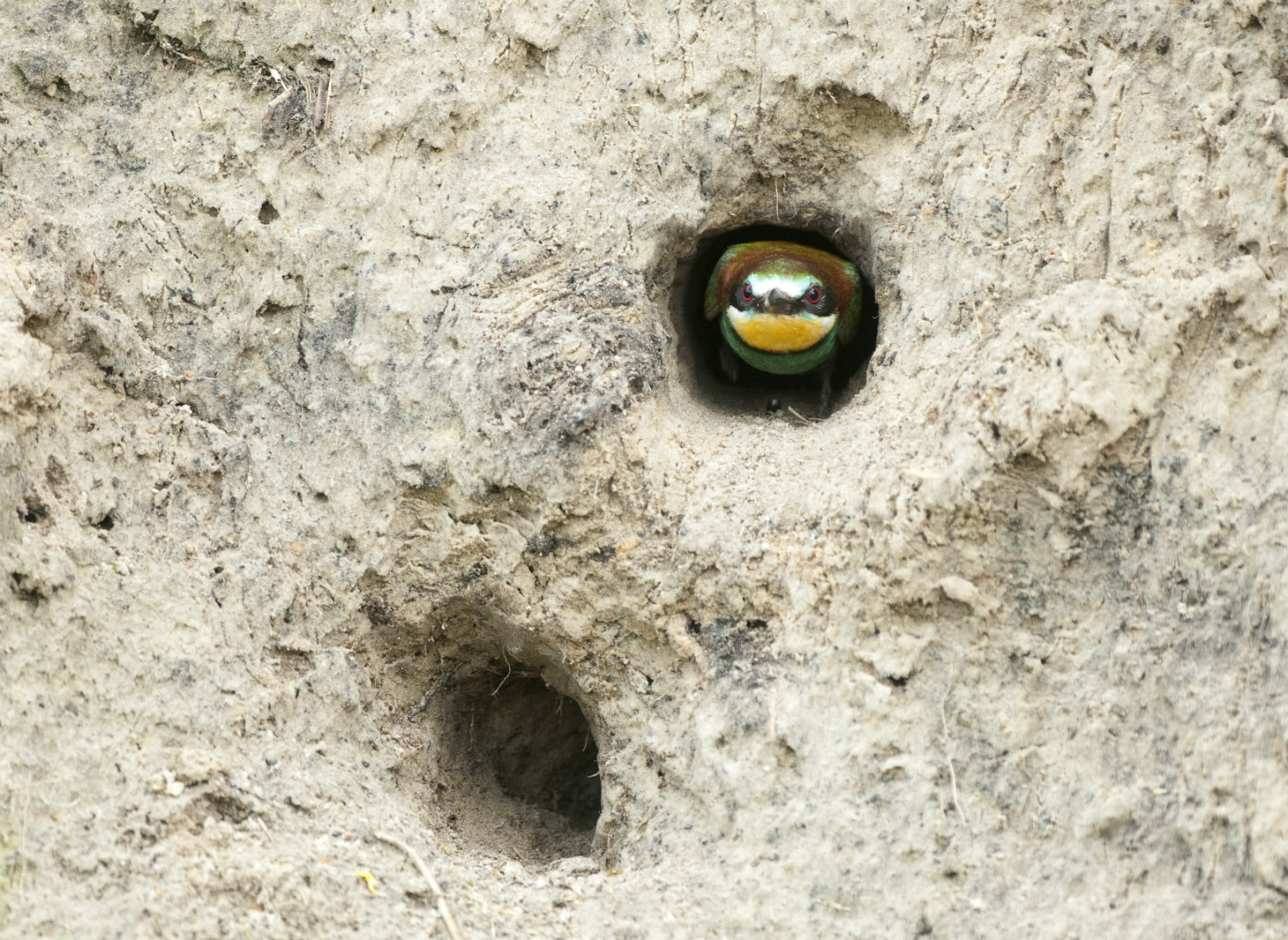 Bijeneter_verlaat_nest