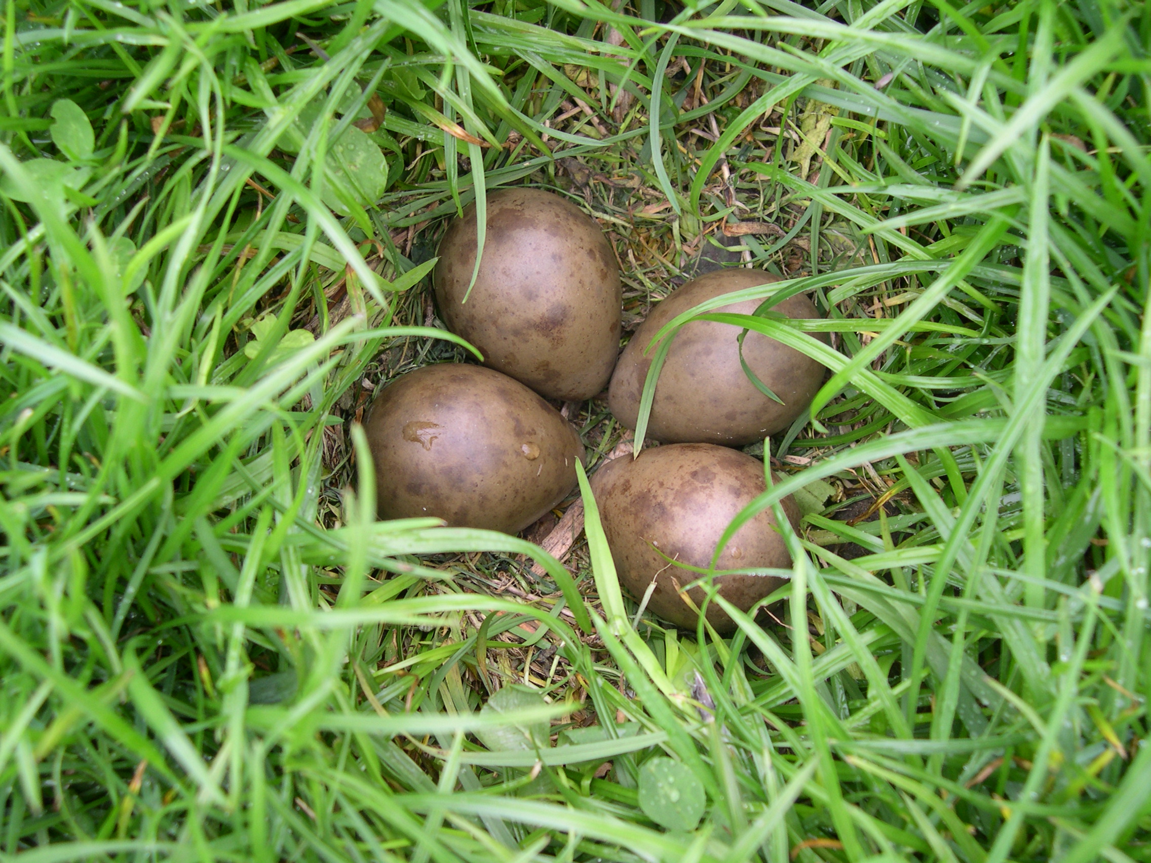 grutto_nest