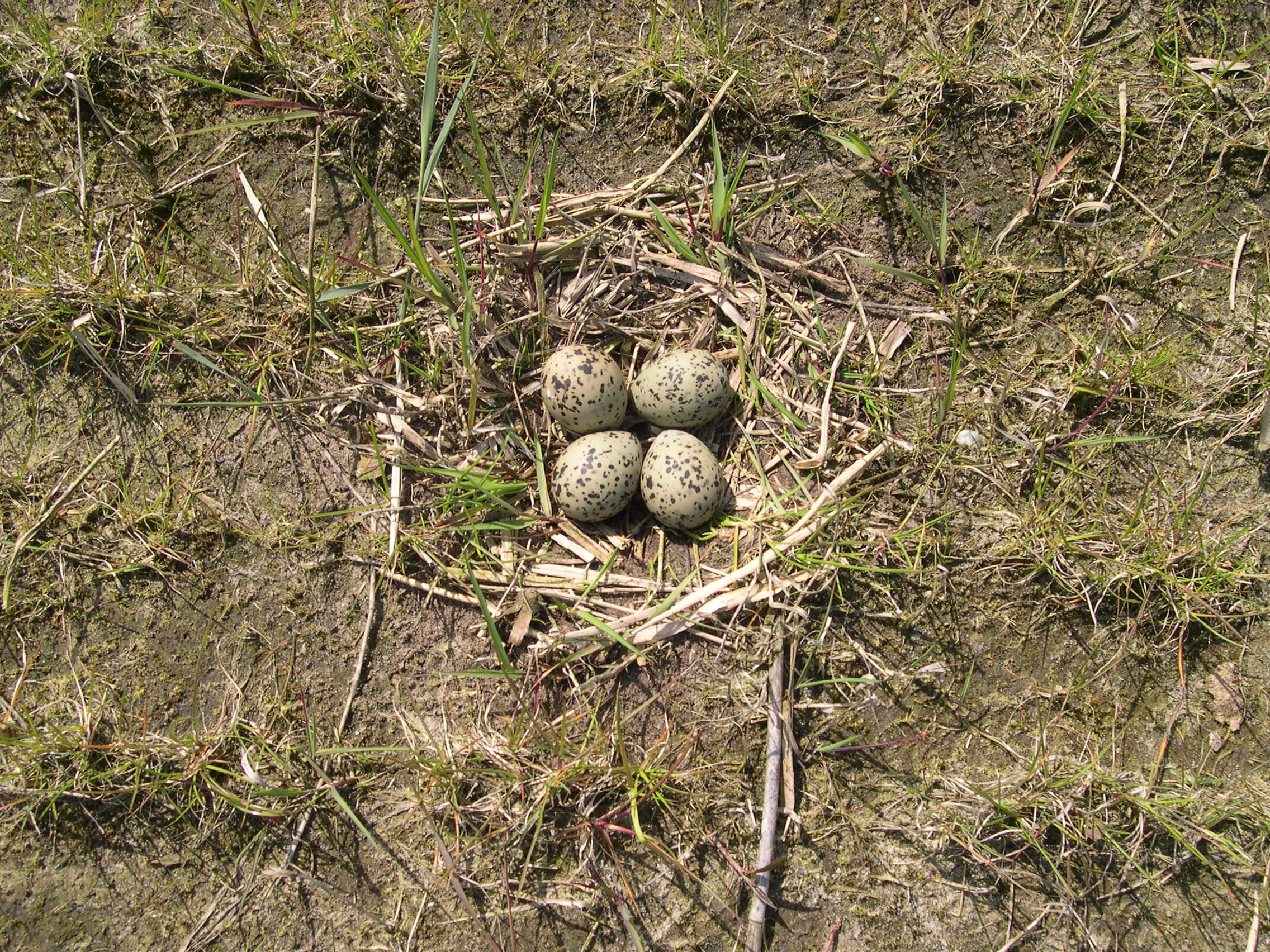 nest_kluut